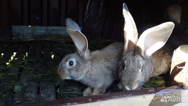 Кролики молодняк