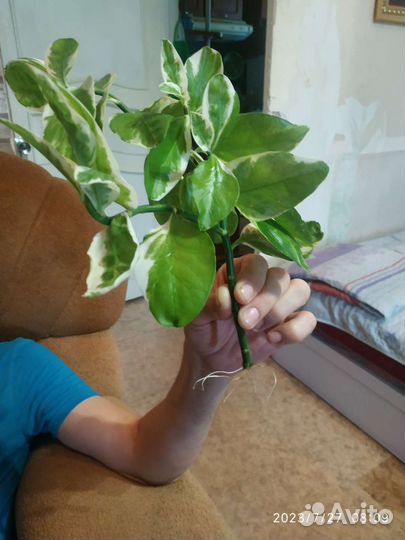 Комнатные цветы