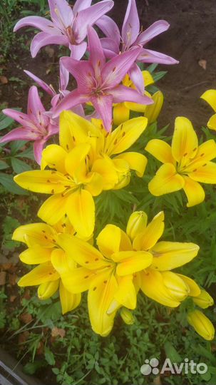 Лилии на срез