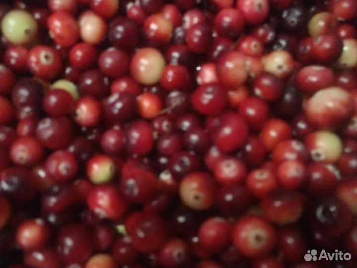 Клюква свежая