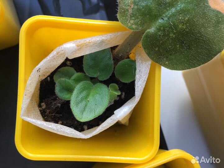 Фиалка (Розовая) (Бой быков)