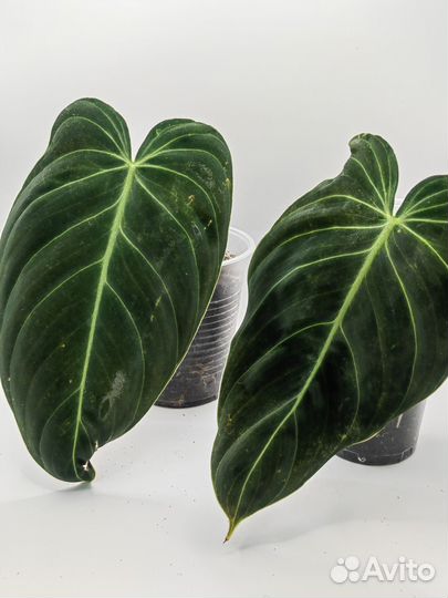 Филодендрон меланохризум