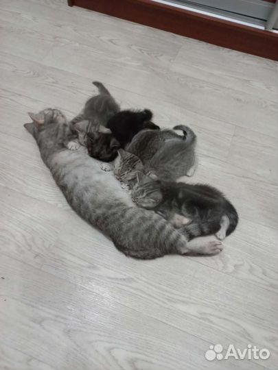 Шотландские котята