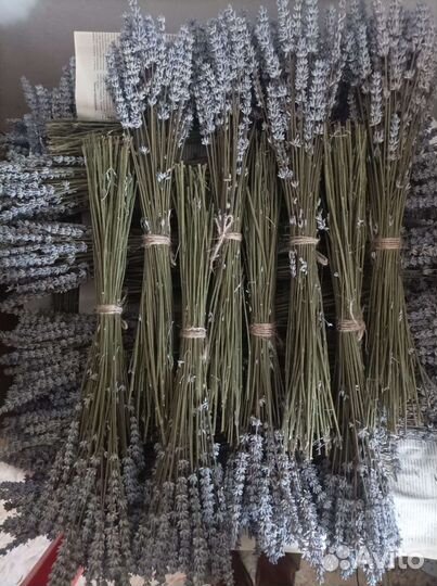 Лавандин пучки