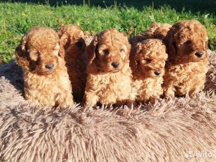 Щенки малого пуделя абрикосового окраса, РКФ