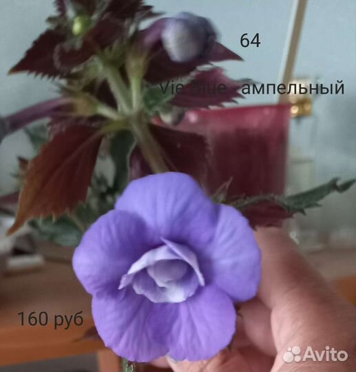 Ахименес комнатный