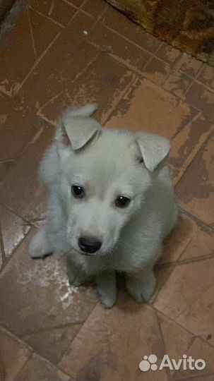 Щенок в добрые руки