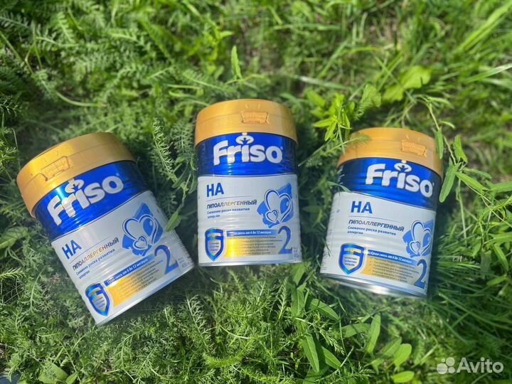 Friso HA 2