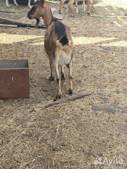 Козы дойные