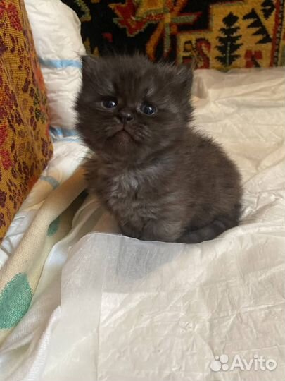 Котята в хорошие руки