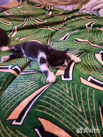 Кошка в дар бесплатно