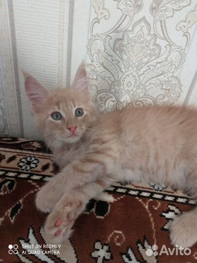 Котята мейн-кун