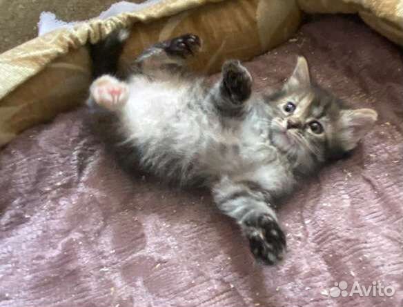 Котенок девочка бесплатно