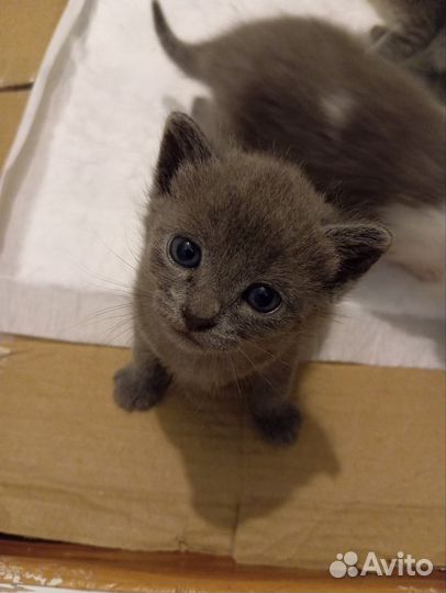 Котята в добрые руки