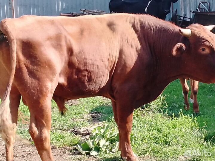 Крупно рогатый скот