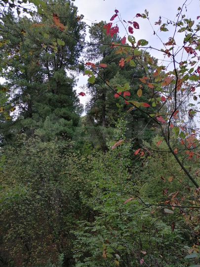 Участок 5 сот. (ИЖС)