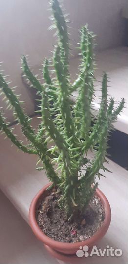 Комнатные растения цветы большие