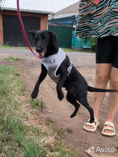 Пёс Майло в добрые руки