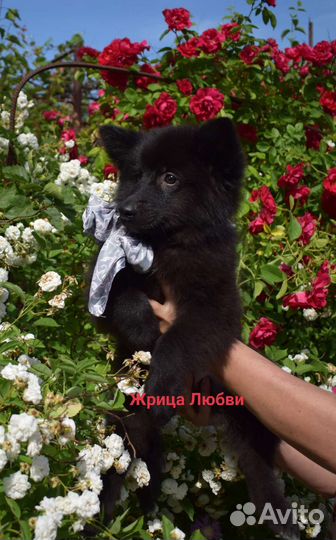 Большой немецкий шпиц