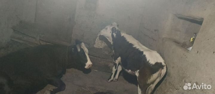 Корова и годовалая тёлка