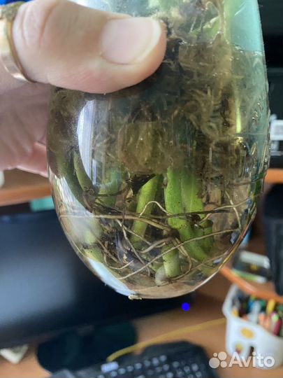 Монстера манки фикус твиллайт