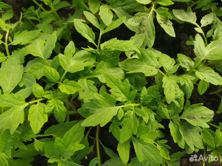 Рассада помидор