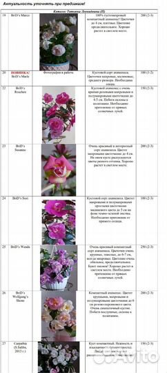 Ахименесы 87 сортов