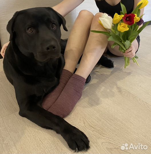 Вязка собак лабрадор