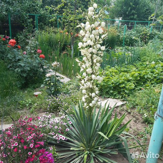 Растения для сада и дачи: Юкка и хоста