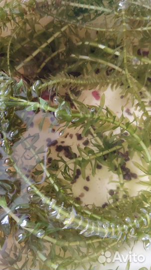 Мальки гуппи