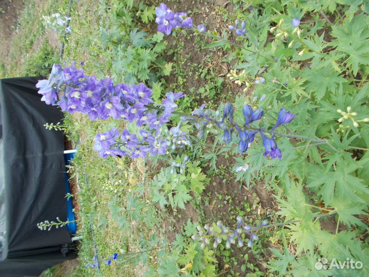 Продам дельфениумы, гортензии,канны георгины