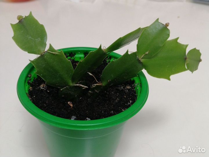 Цветок декабрист