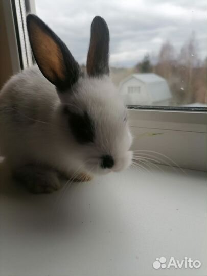 Декоративные карликовые кролики Хотот