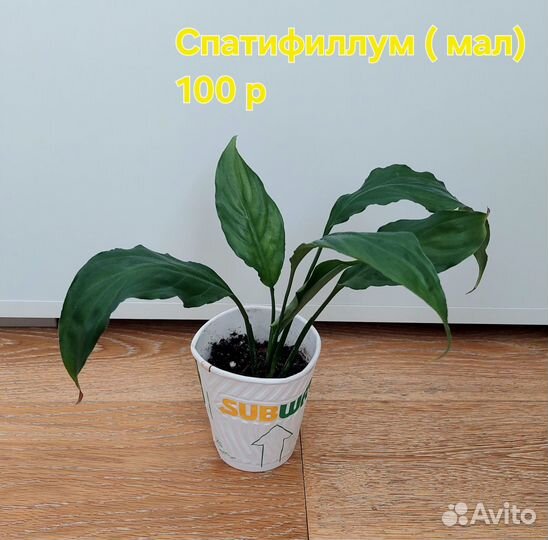 Спатифиллум