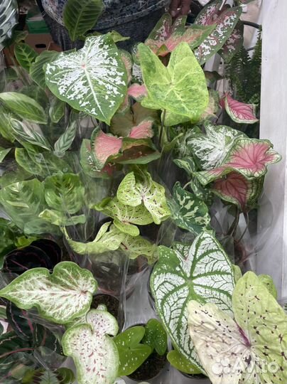 Комнатные и уличные растения на выставке-продаже