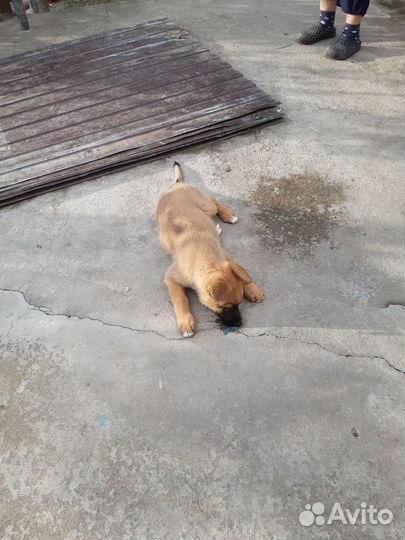 Собака маленькая порода