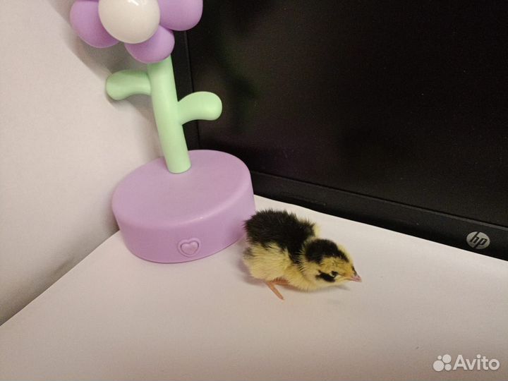 Перепёлочки