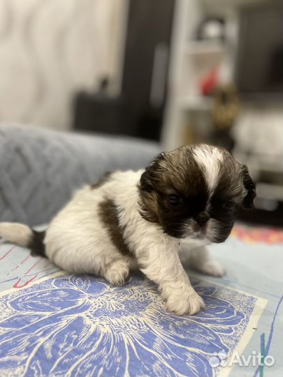 Щенки пекинеса