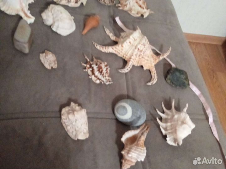 Морские ракушки раковины