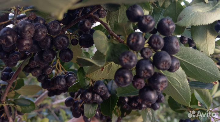 Саженцы черноплодной рябины Аронии