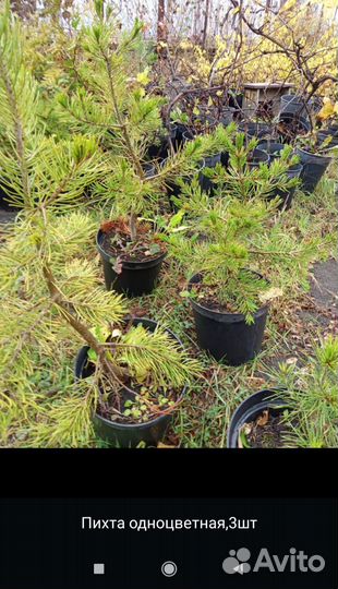 Голубые ели