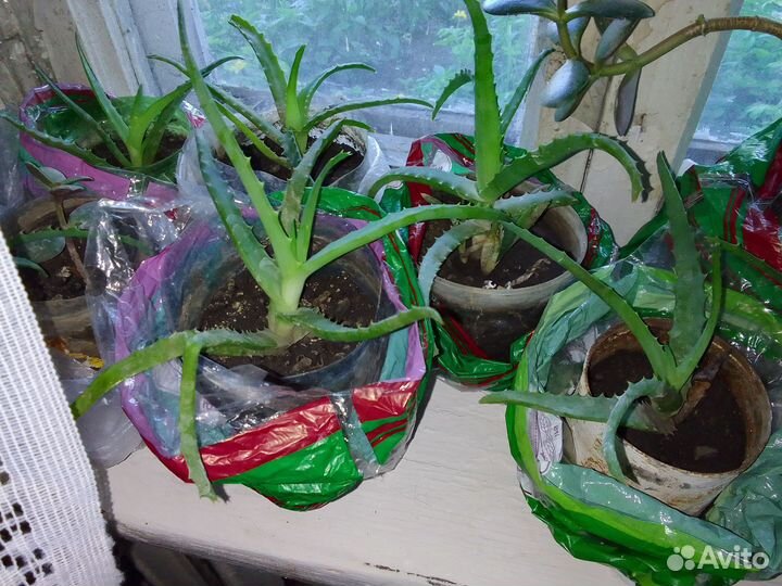 Алоэ молодые растения