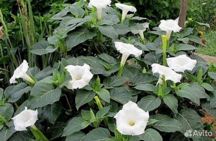 Семена дурмана(Datura)