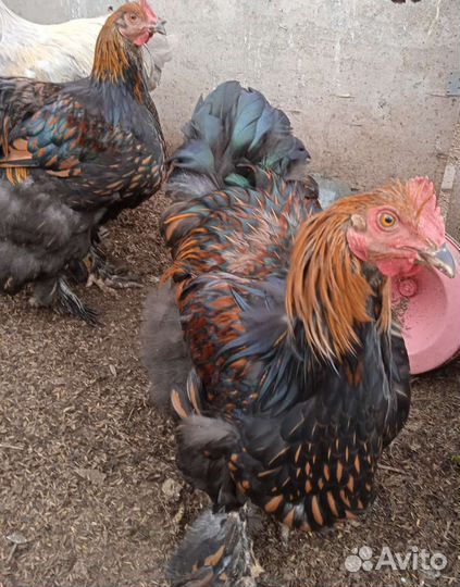 Петух лакенфельдр породистый