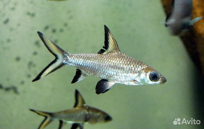 Акулий балу,Золотые рыбки, и многие другие рыбки