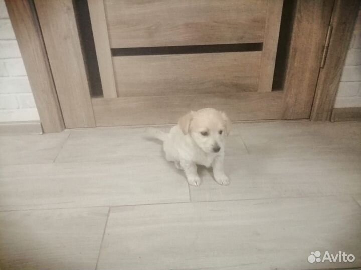 Щенки дворняжки