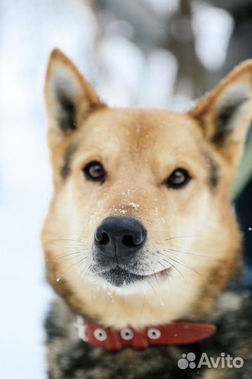 Спасите Феникса от тяжелой жизни