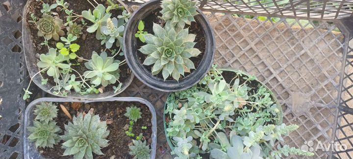 Суккуленты