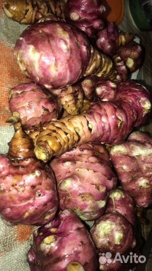 Топинамбур сорт Сиреник