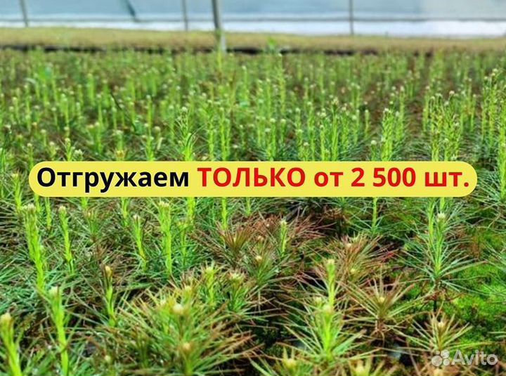 Саженцы сосны обыкновенной зкс от производителя